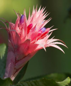 Βόλβοι - Σπόροι